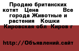 Продаю британских котят › Цена ­ 30 000 - Все города Животные и растения » Кошки   . Кировская обл.,Киров г.